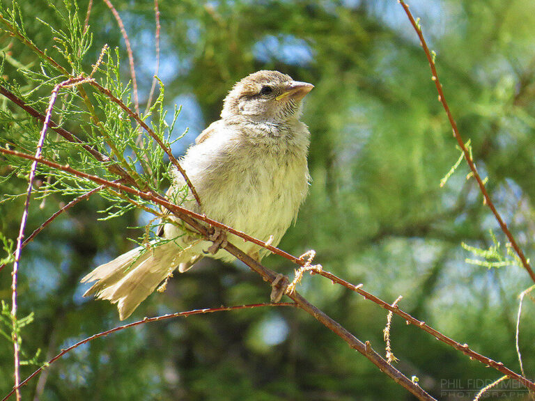 Bird First Aid: What to Do in an Emergency
