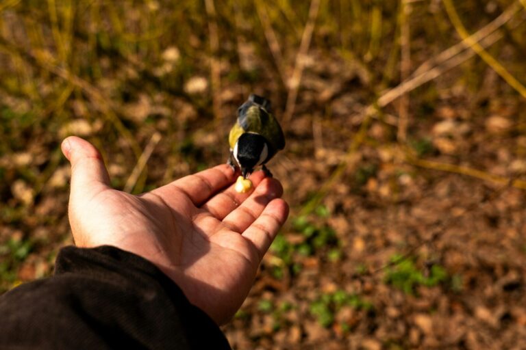 A small bird eats food from an open hand
