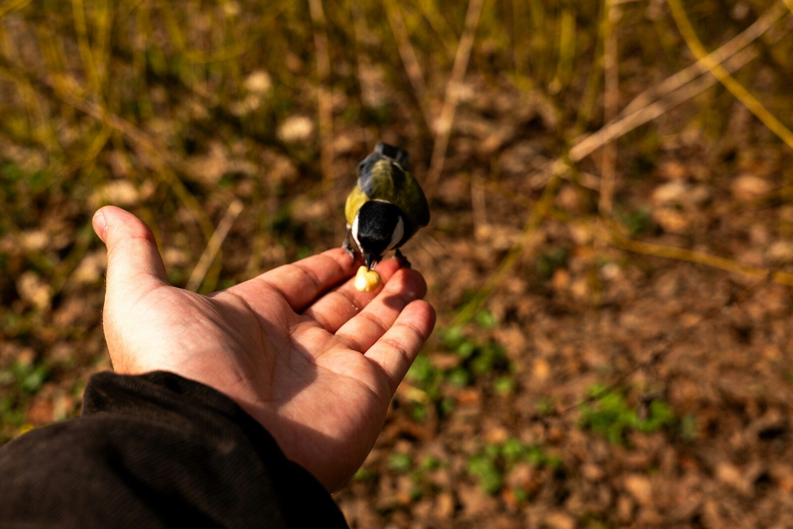 A small bird eats food from an open hand