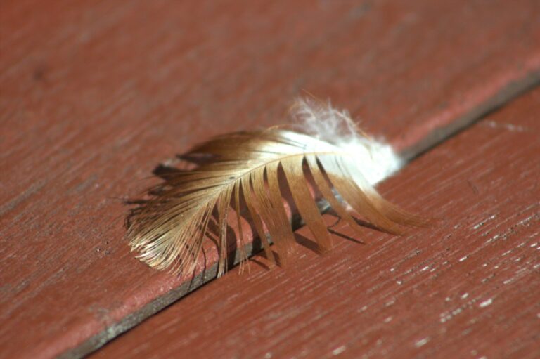 A single brown feather rests on a red wooden surface.
