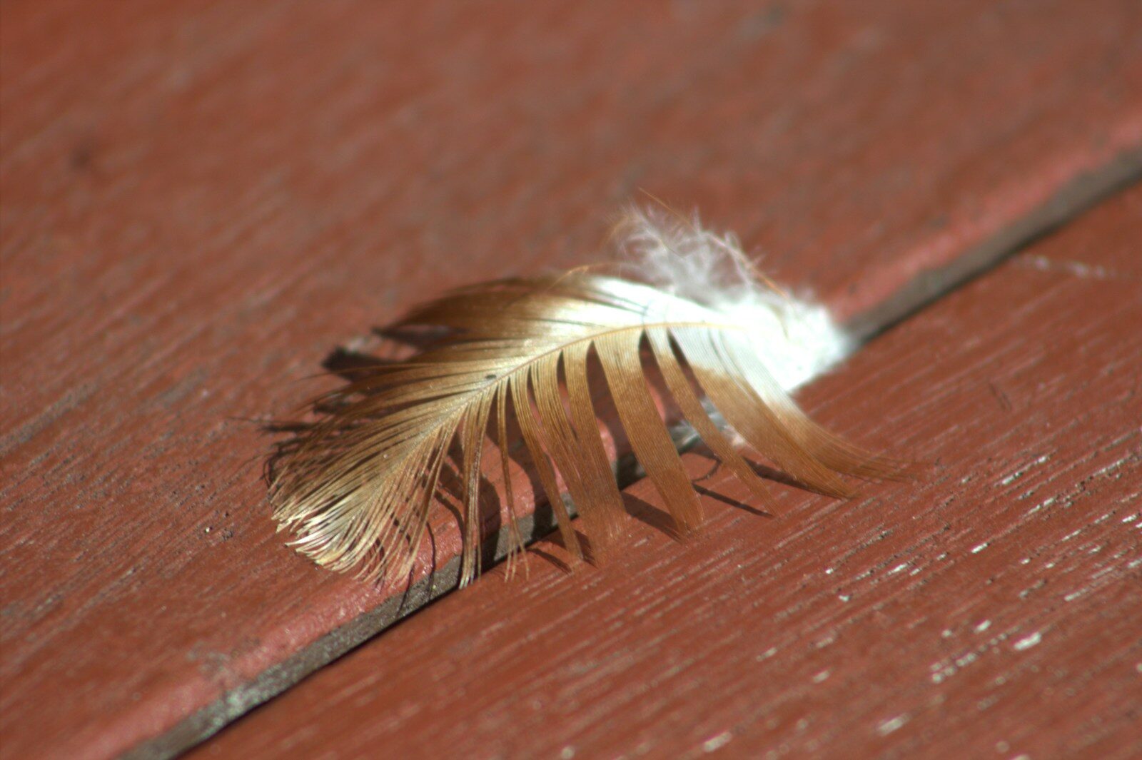 A single brown feather rests on a red wooden surface.