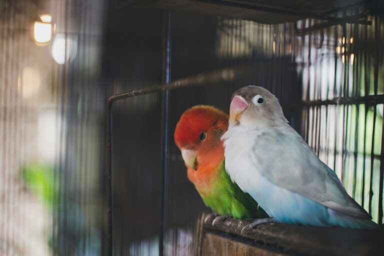 a couple of birds sitting on top of a cage