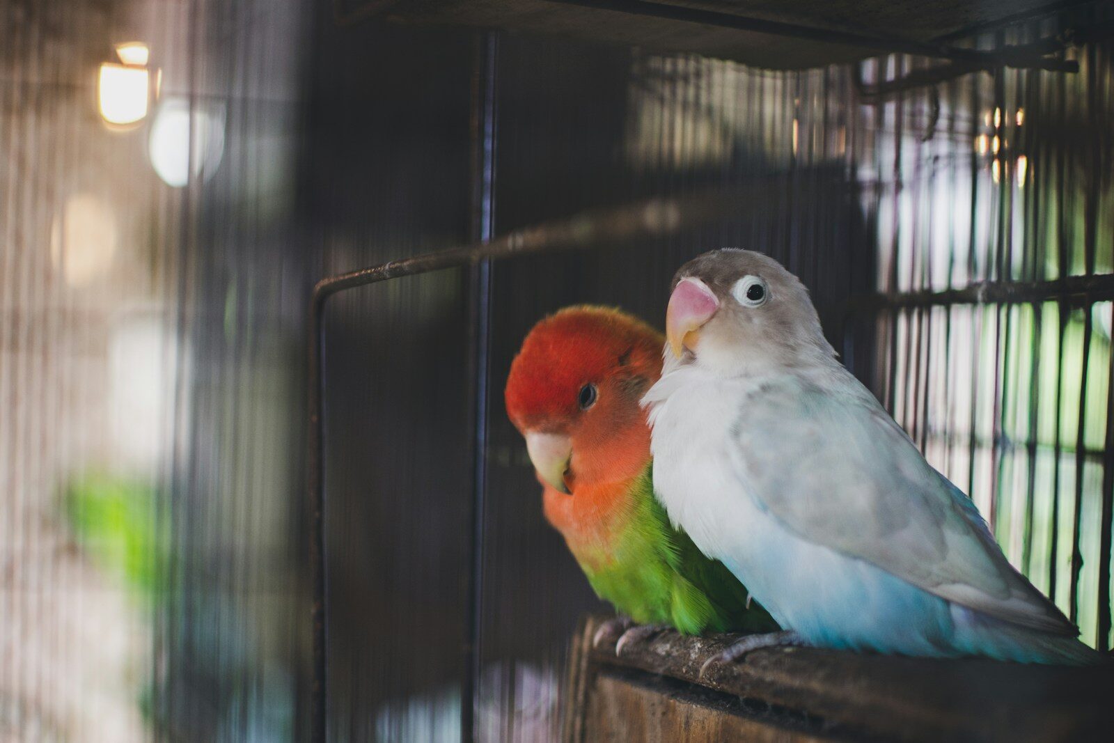 a couple of birds sitting on top of a cage