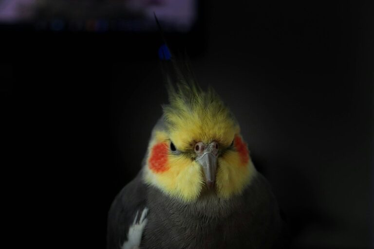 yellow and grey bird