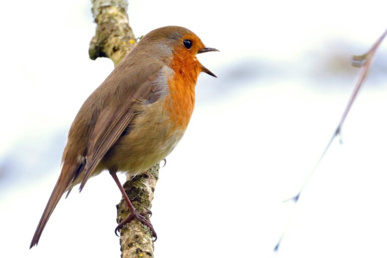 A robin perched on a branch singing