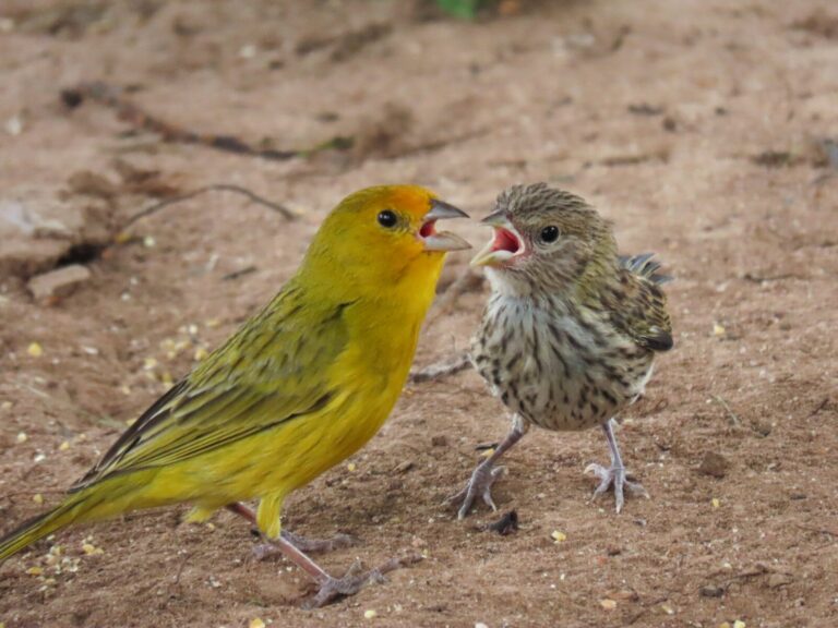 A yellow bird feeding a baby bird on the ground
