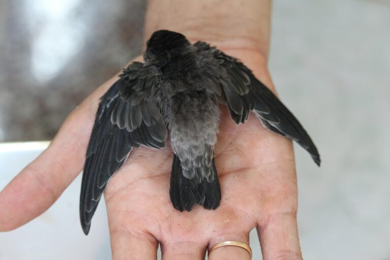 a person holding a bird in their hand