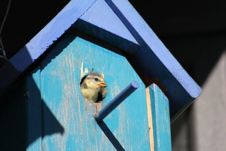 A small bird peeks out of a blue birdhouse.