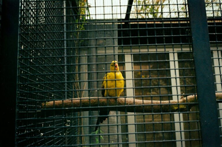A yellow bird sitting on top of a tree branch in a cage