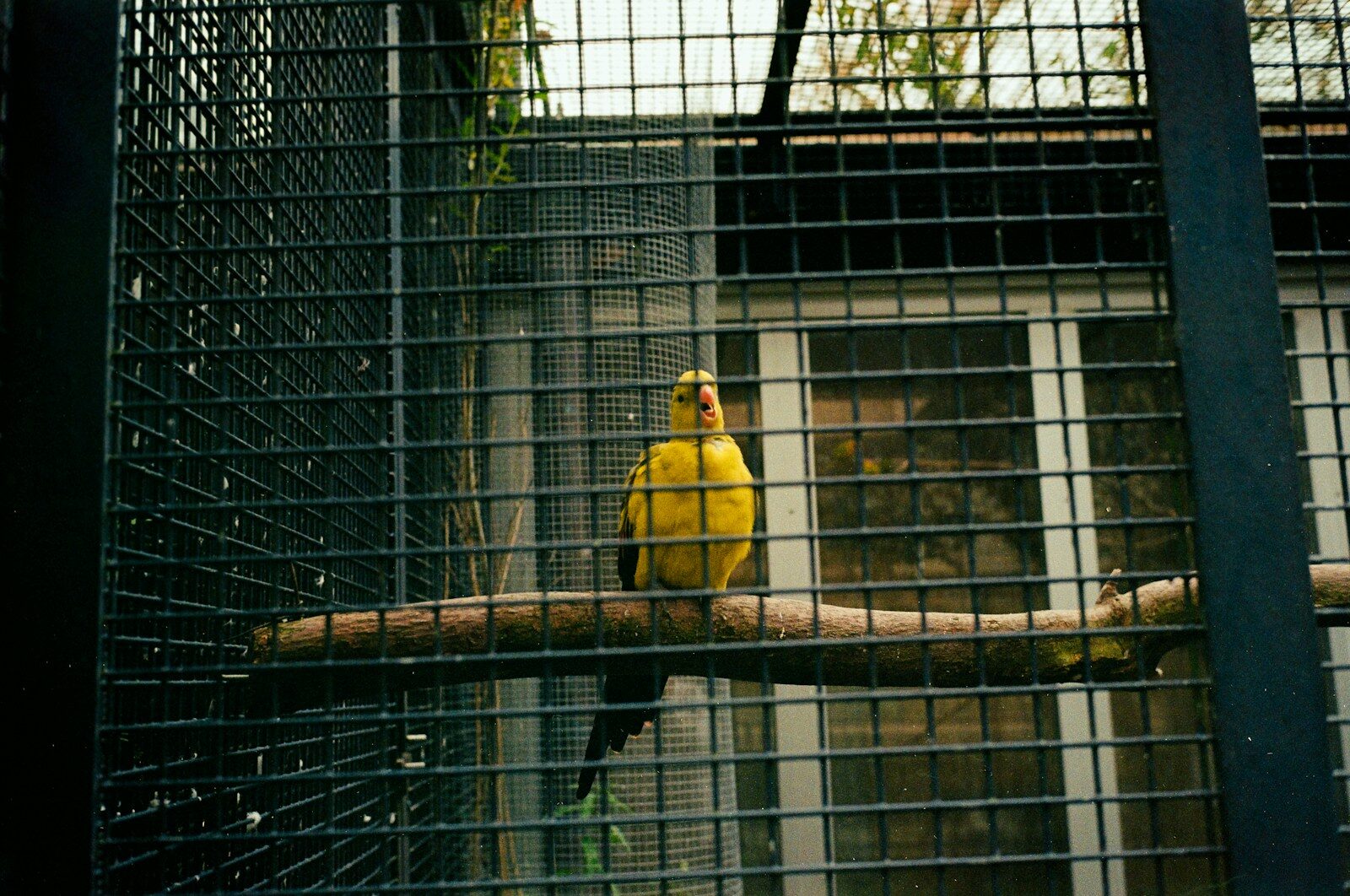 A yellow bird sitting on top of a tree branch in a cage