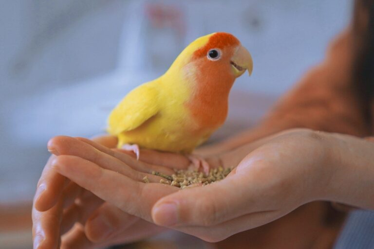 yellow and orange parrot