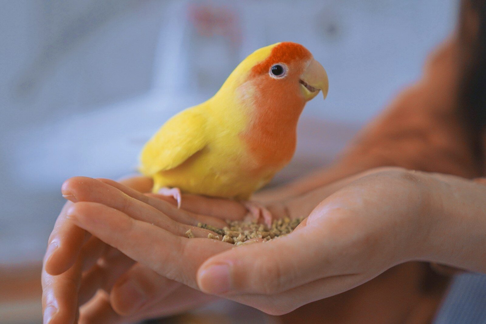 yellow and orange parrot